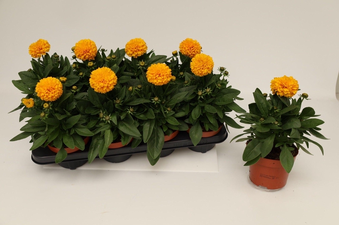 <h4>Coreopsis Golden Spheer</h4>