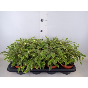 Ficus benja. 'Kinky'