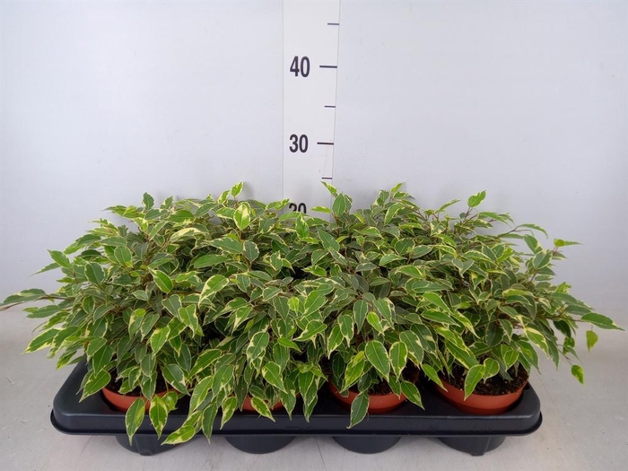 <h4>Ficus benja. 'Kinky'</h4>