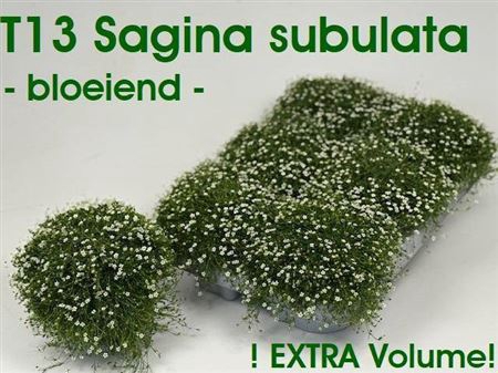 <h4>Sagina Subulata</h4>
