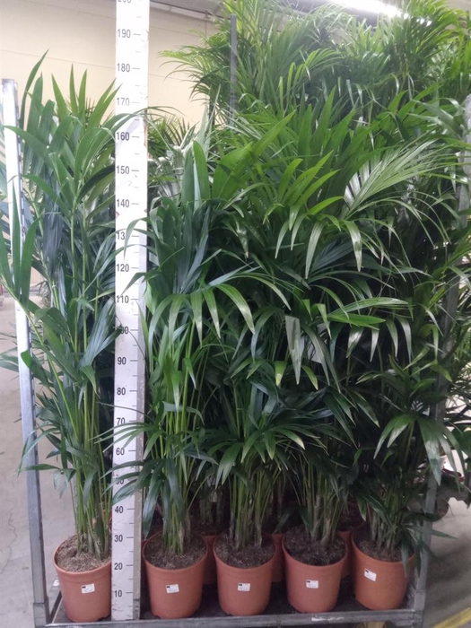 <h4>Howea forsteriana</h4>