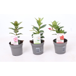 Dipladenia 'Rio' gemengd