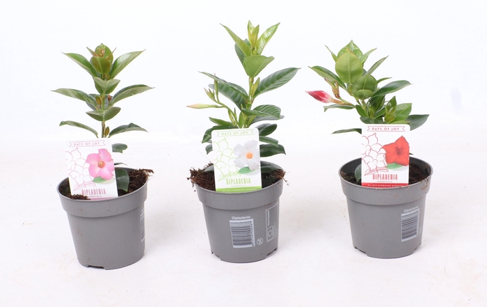 <h4>Dipladenia 'Rio' gemengd</h4>