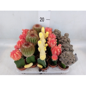 Cactus   ...mix