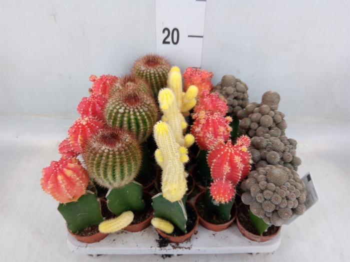 <h4>Cactus   ...mix</h4>