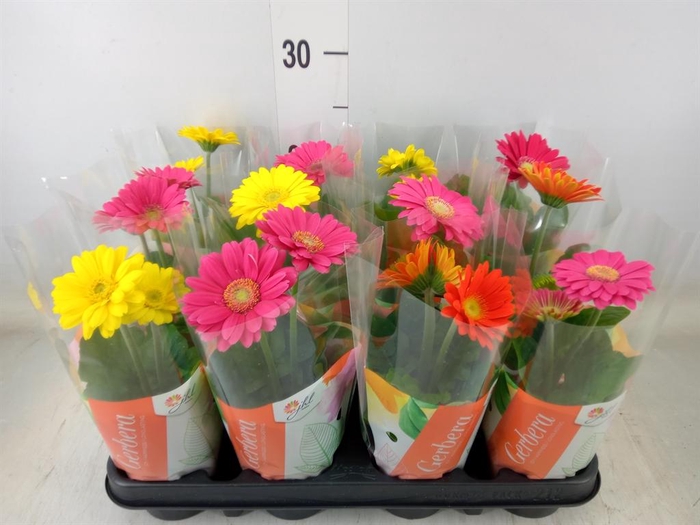 <h4>Gerbera  'Colourgame'   ...mix</h4>