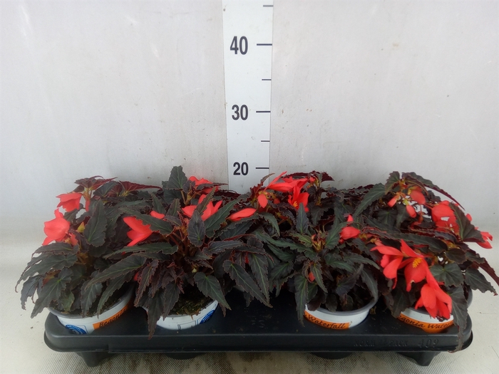 <h4>Begonia boliv. 'Beauvilia Red'</h4>