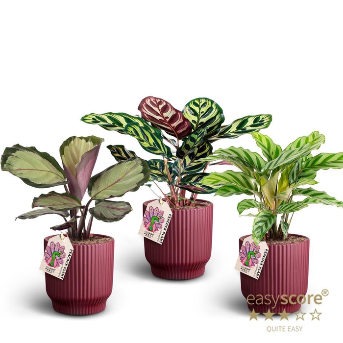<h4>Nordic Aubergine Calathea Coll P12</h4>