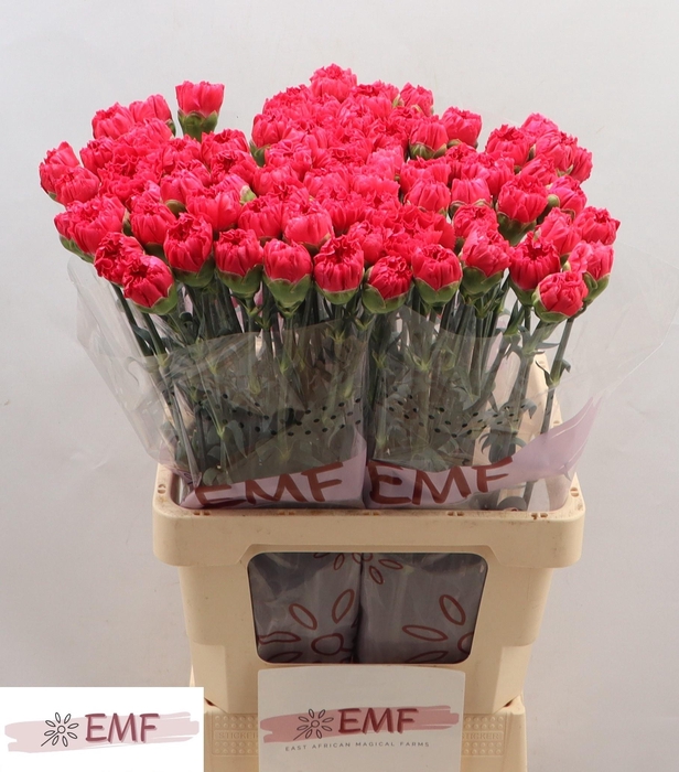 <h4>DI ST CERVANTES</h4>