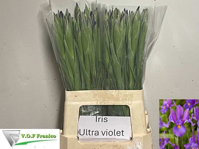 <h4>IRIS OV</h4>