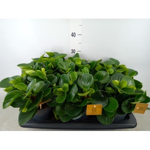 Peperomia obt. 'Red Canyon'