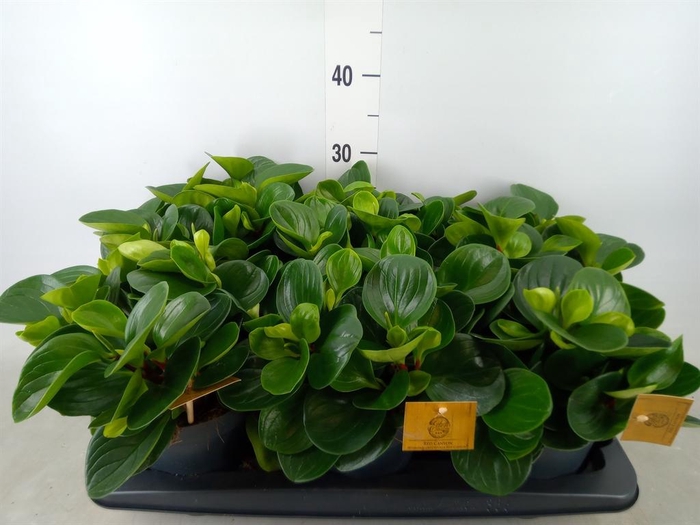 <h4>Peperomia obt. 'Red Canyon'</h4>