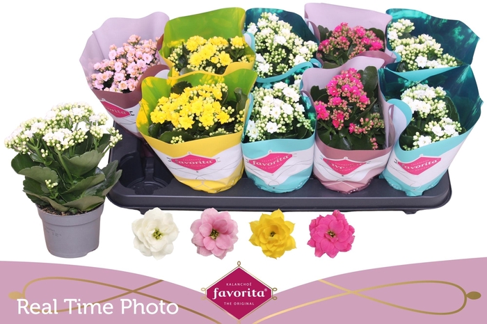 <h4>KAL GE PERF GEM 4 KL</h4>