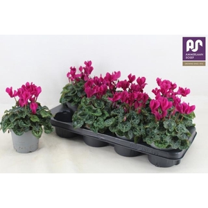 CYCL KL METIS DECORA