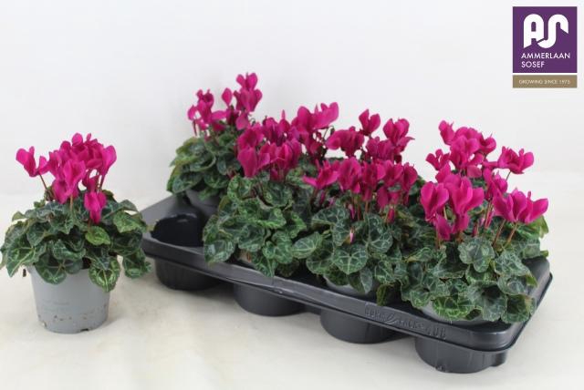 <h4>CYCL KL METIS DECORA</h4>