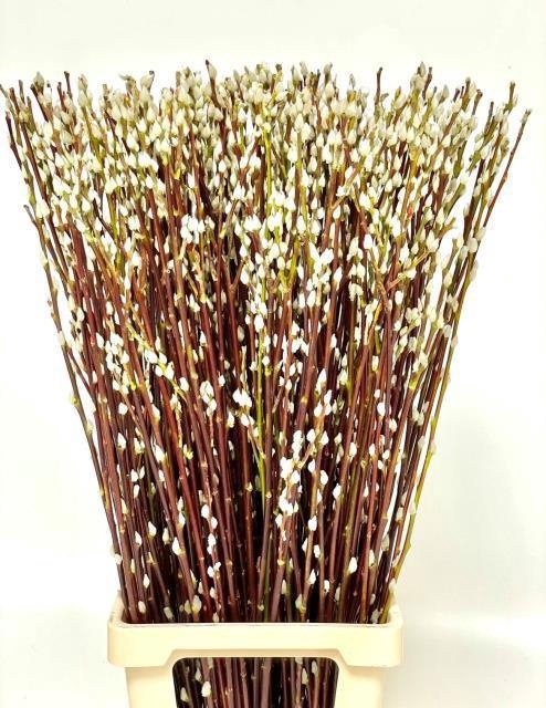<h4>SALIX WILGENKATJES</h4>