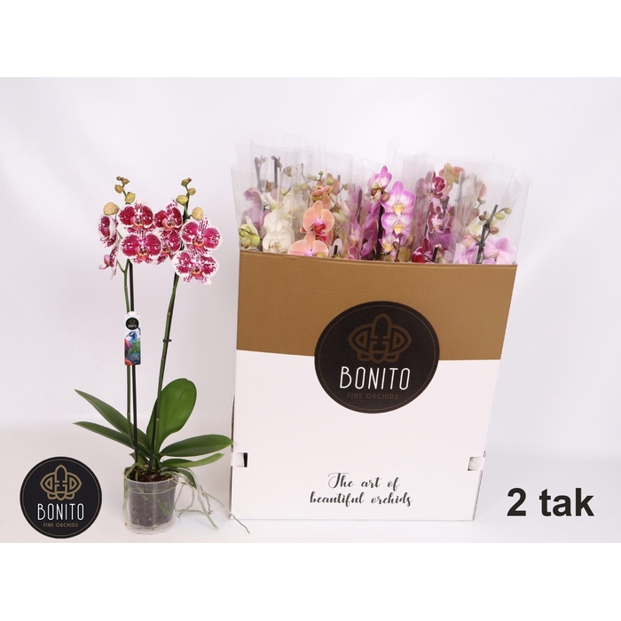 <h4>PHAL GEM 7 KL</h4>