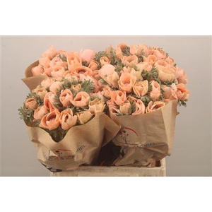 Anemone Powder Orange