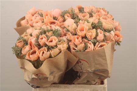 <h4>Anemone Powder Orange</h4>