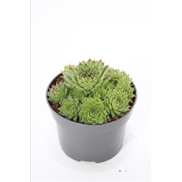 <h4>Sempervivum caucasium p 10,5</h4>