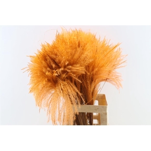 Dried Stipa Feather Orange P Stem
