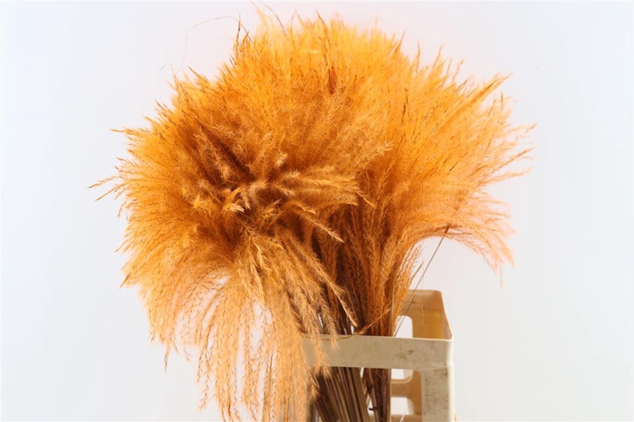 <h4>Dried Stipa Feather Orange P Stem</h4>