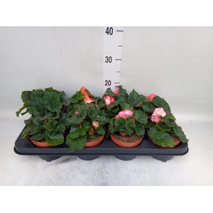 Begonia tuber. 'Tenella F1 Pink'