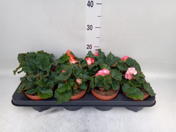 <h4>Begonia tuber. 'Tenella F1 Pink'</h4>