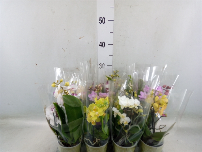 <h4>Phalaenopsis   ...mix</h4>