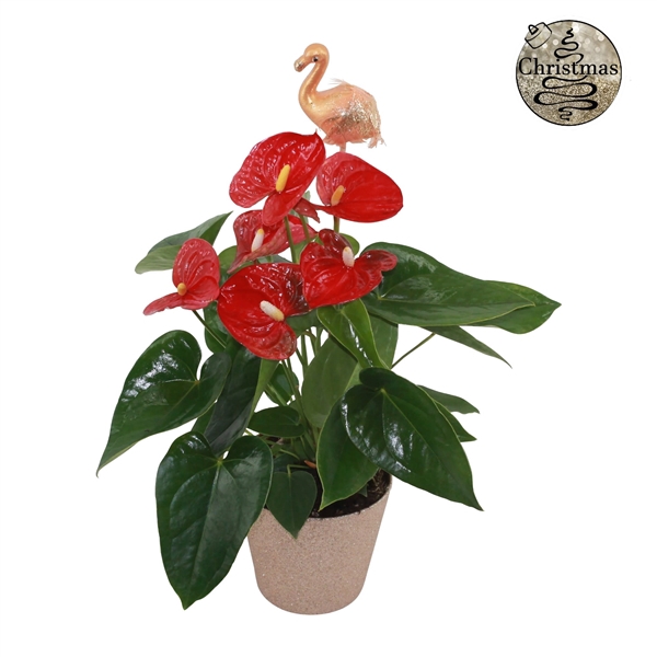 <h4>Anthurium XL.9 Jambo Red 12cm met gouden flamingo steker en in glitterpot</h4>