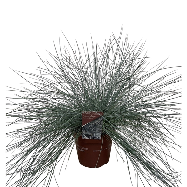 <h4>Festuca glauca Intense Blue®</h4>