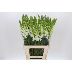 Antirrhinum Potomac White