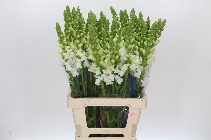 <h4>Antirrhinum Potomac White</h4>