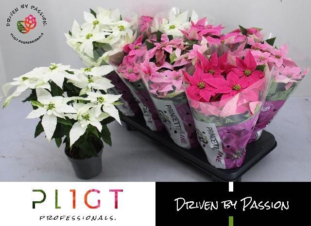 <h4>EUPHOR P PRI GEM</h4>