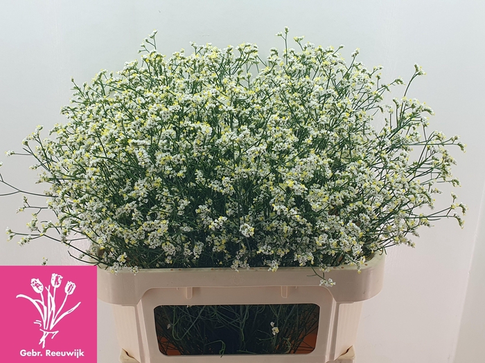 <h4>LIM SIN BRIGHT DIA</h4>