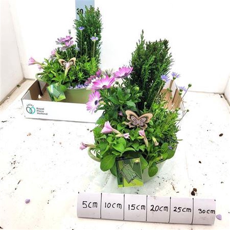 <h4>Arr Tuinplanten</h4>