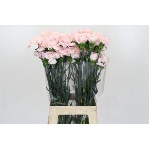 Dianthus St Damascus