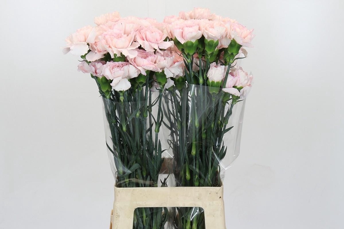 Dianthus St Damascus