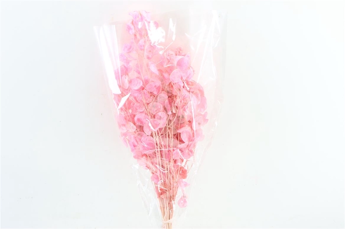 Dried Lunaria Pink Bunch Poly