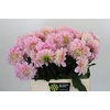 Dahlia Sweet Nathalie