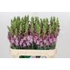 Antirrhinum Potomac Lavender