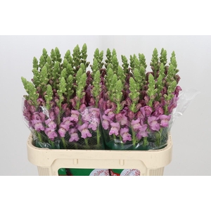 Antirrhinum Potomac Lavender