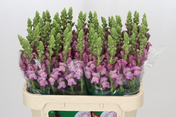 <h4>Antirrhinum Potomac Lavender</h4>