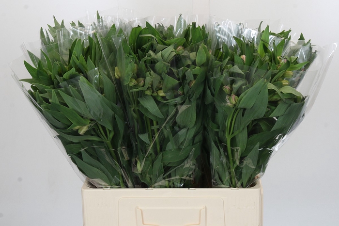 <h4>Alstroemeria Pink</h4>