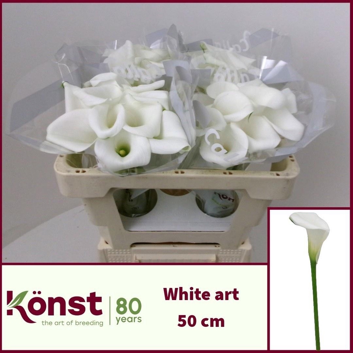 <h4>ZANT WHITE ART</h4>
