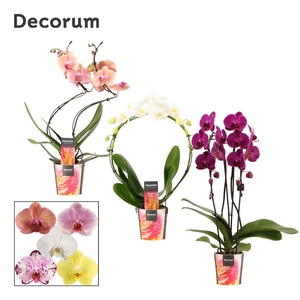 Phalaenopsis vormen mix 2 tak (Decorum)