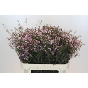 Chamelaucium Jupiter Solar