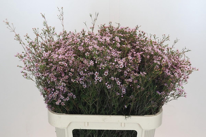 <h4>Chamelaucium Jupiter Solar</h4>