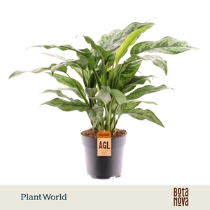 Aglaonema overig