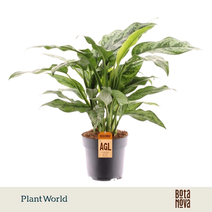 <h4>Aglaonema overig</h4>